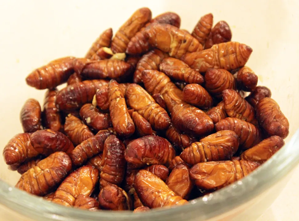 In for an insect diet