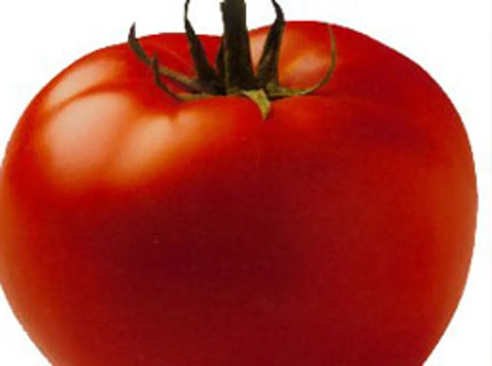 Tomato High impact veggie