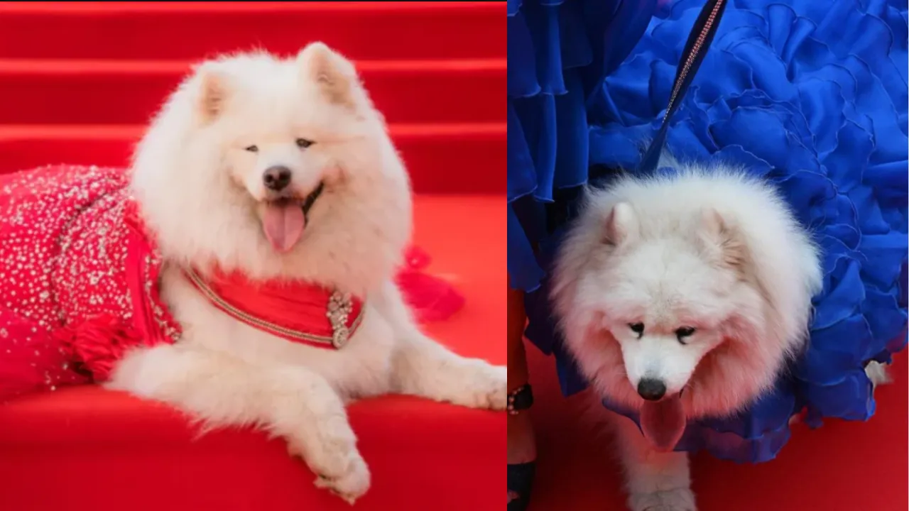 Cannes Dog