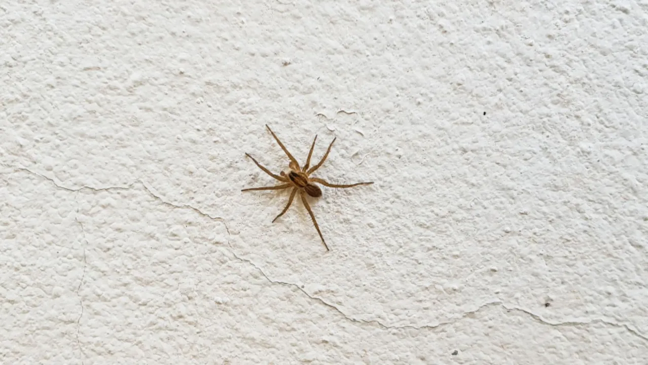 Spider.jpeg
