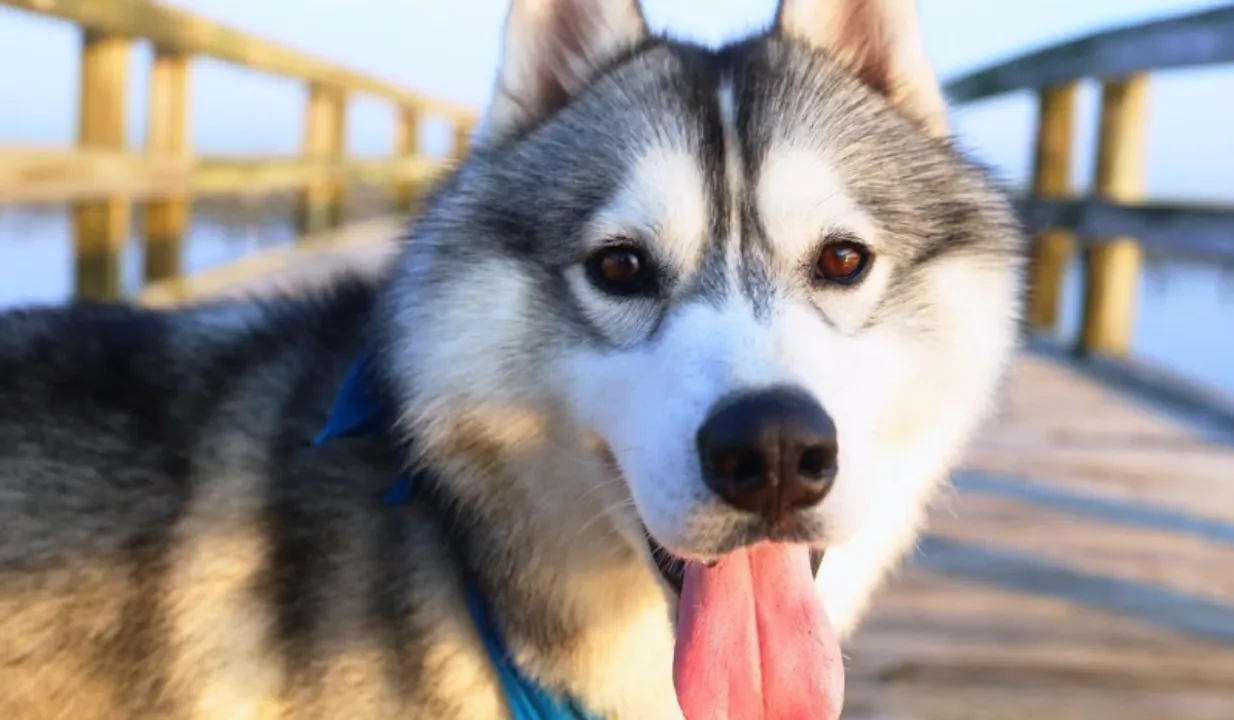 CREDITS: Instagram/@kobealexanderthehusky
