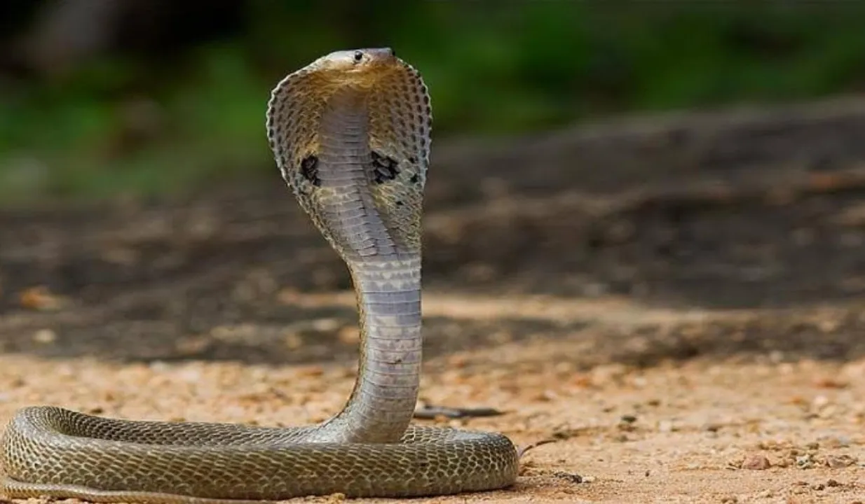 Cobra
