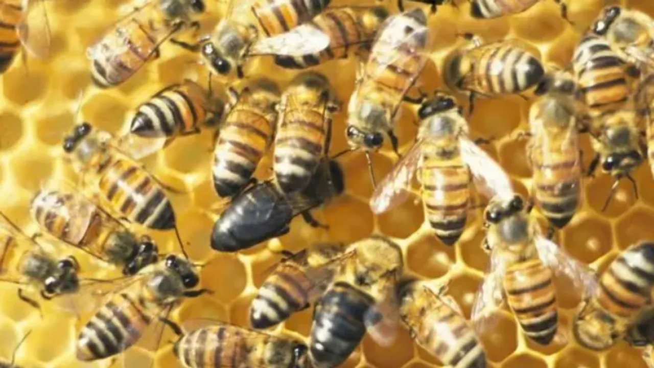 bees