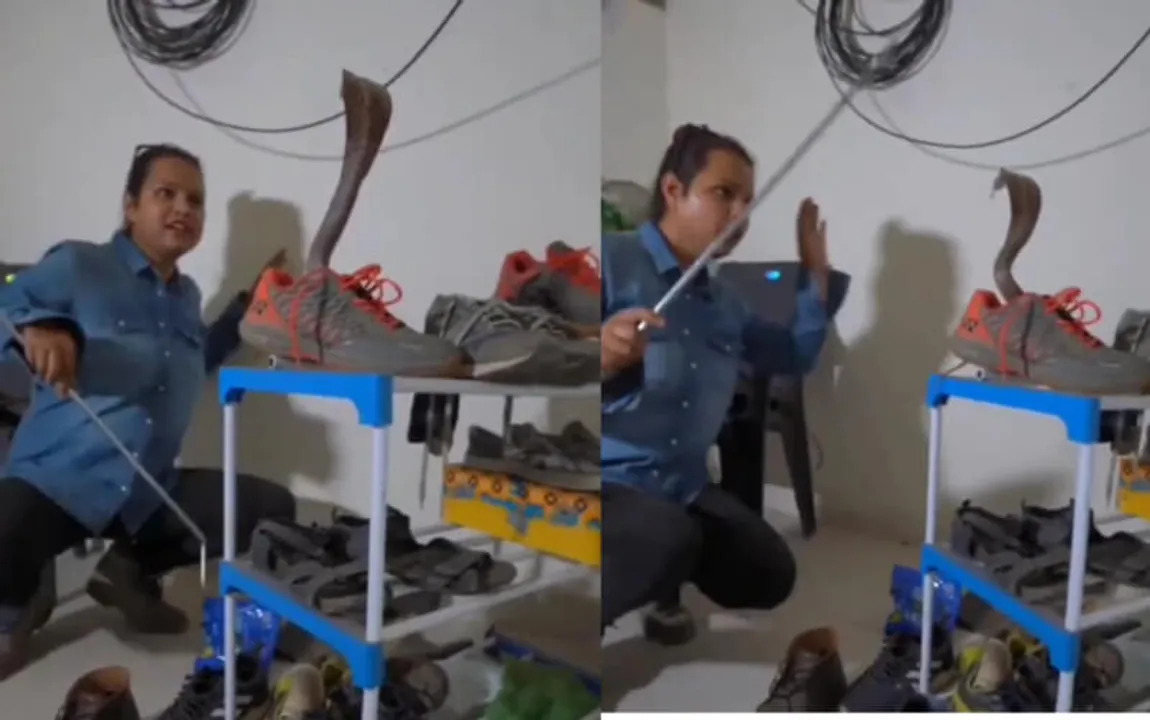 snake in shoe