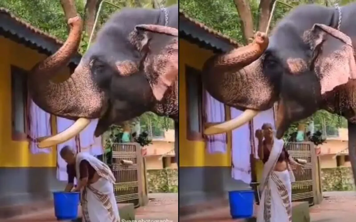 woman feeds elephant