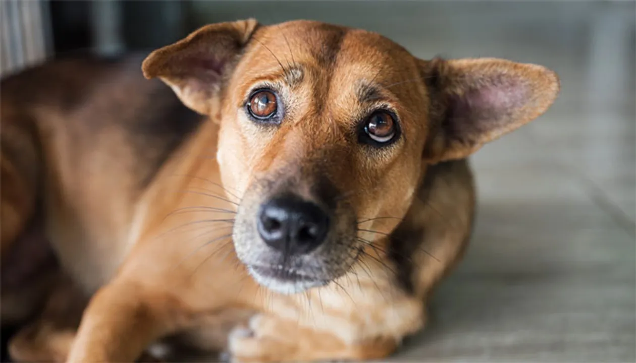 Perpetrators Of Pregnant Dog Arrested
