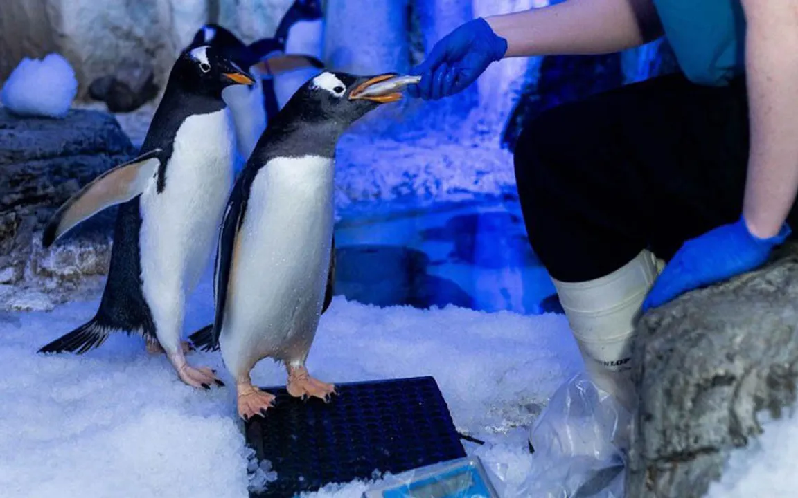 Same-sex penguin