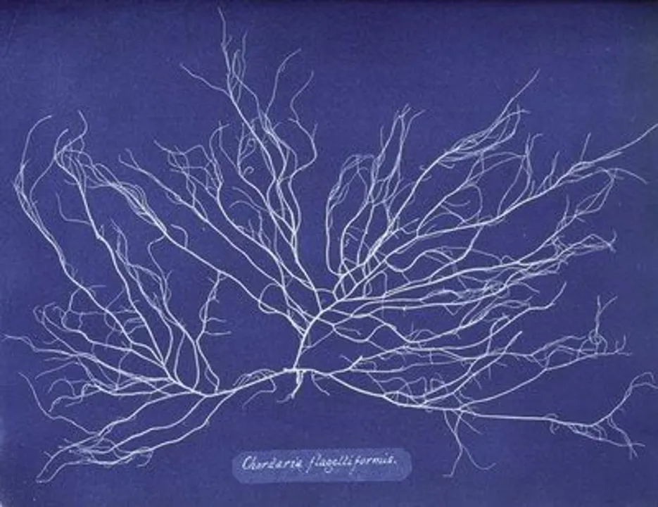 Here is everything you need to know about Anna Atkins   