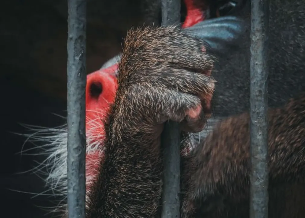 Coronavirus Pandemic: Illegal Wildlife Trade Is A Public Health Issue