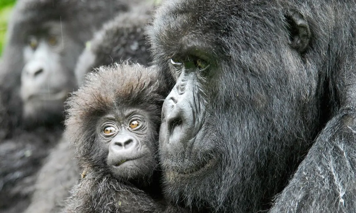 Women In Congo Helping Primates