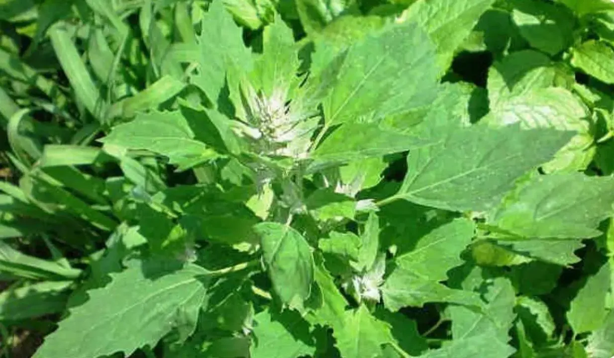 7 Reasons Why Bathua Is Good For Your Health