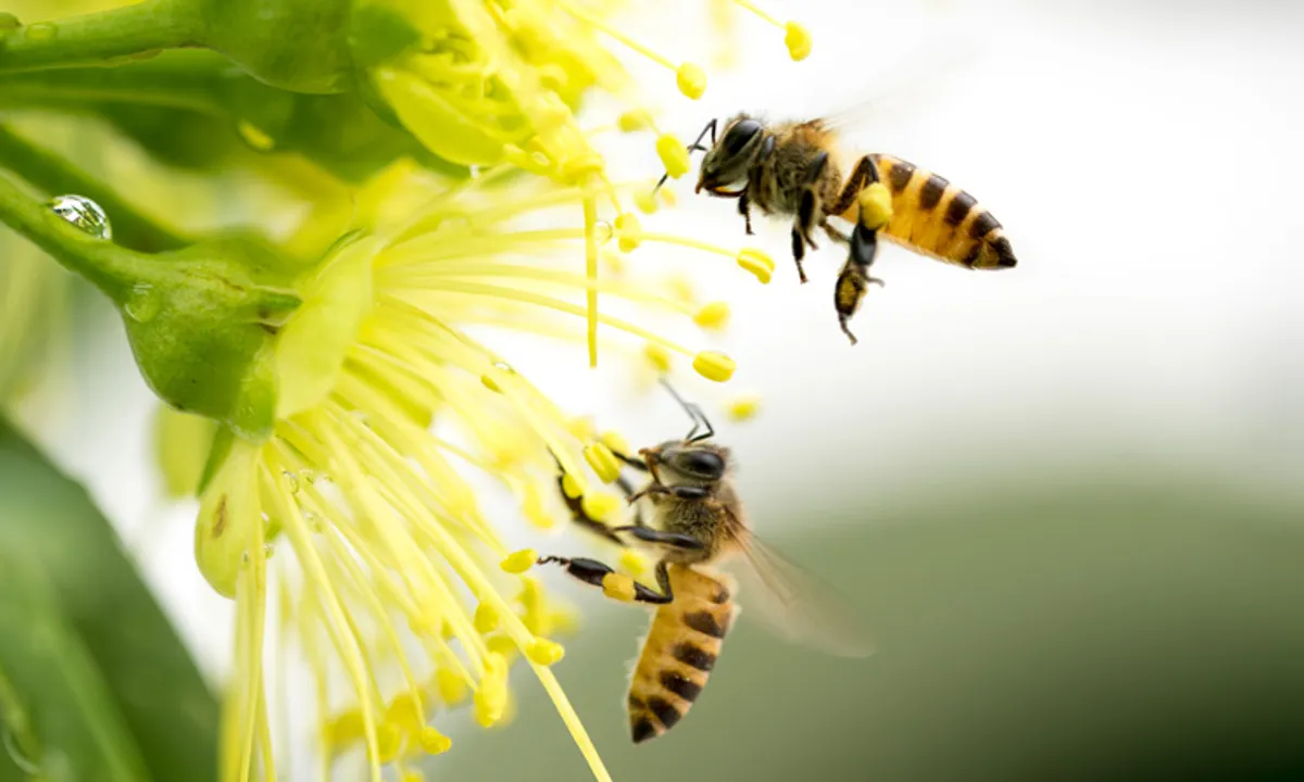 Insect Populations