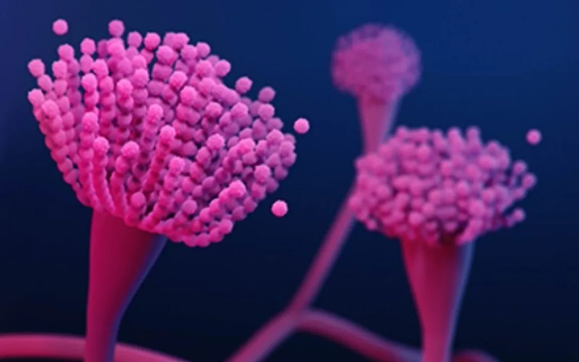 What is Nasal Aspergillosis, Nasal Aspergillosis