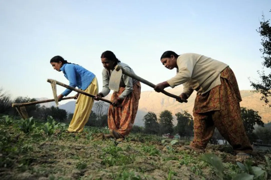 women rice farmers
