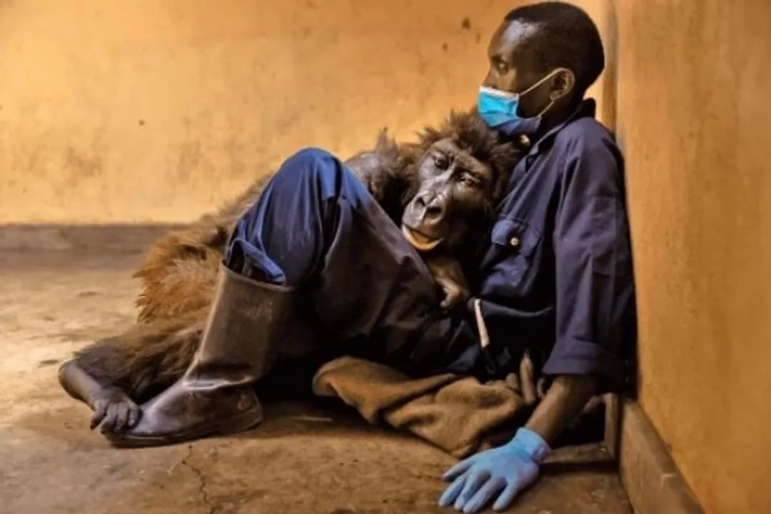 Ndakasi gorilla love story