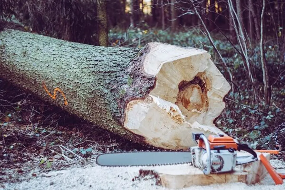 tree felling