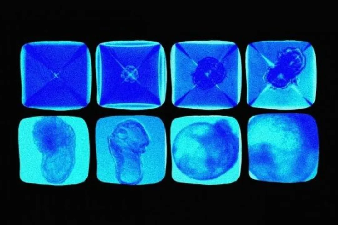 First synthetic embryo