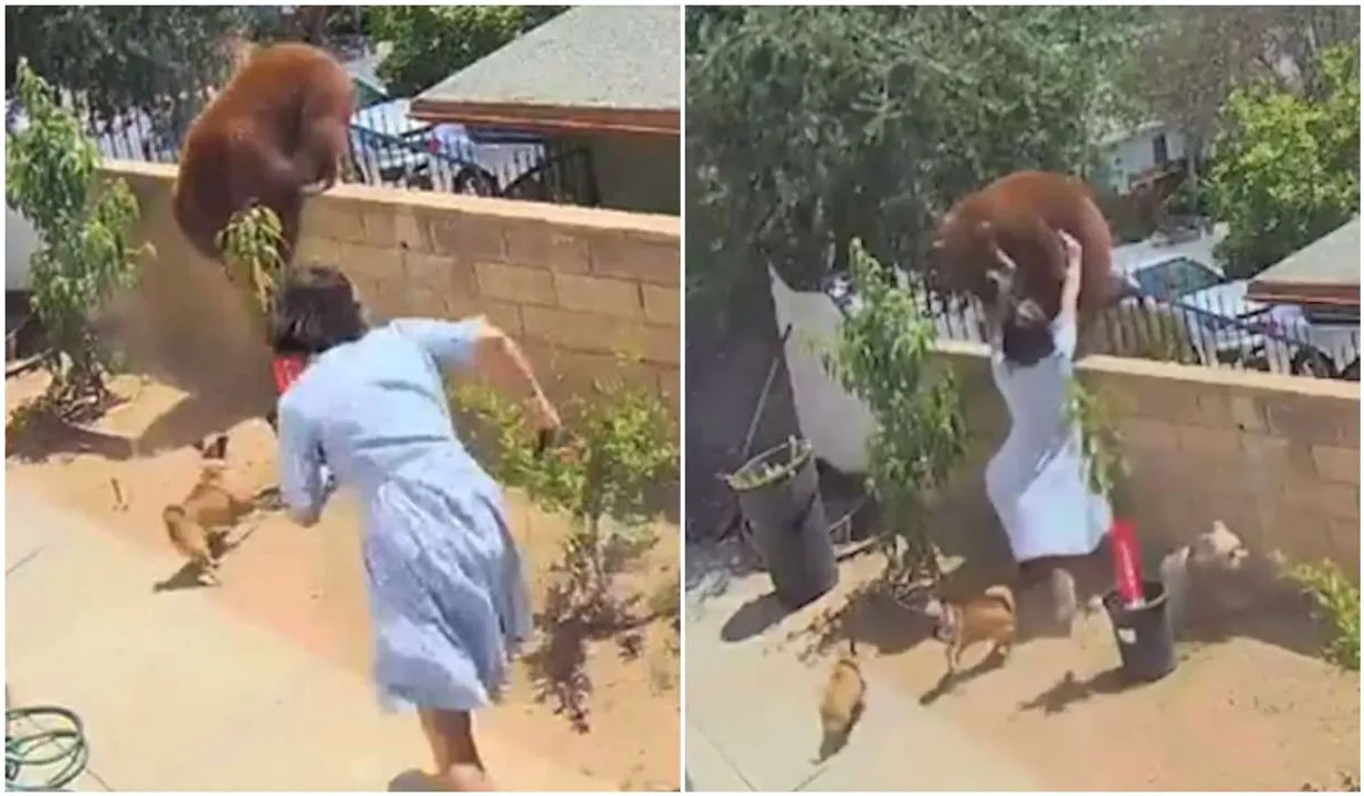 girl fights bear