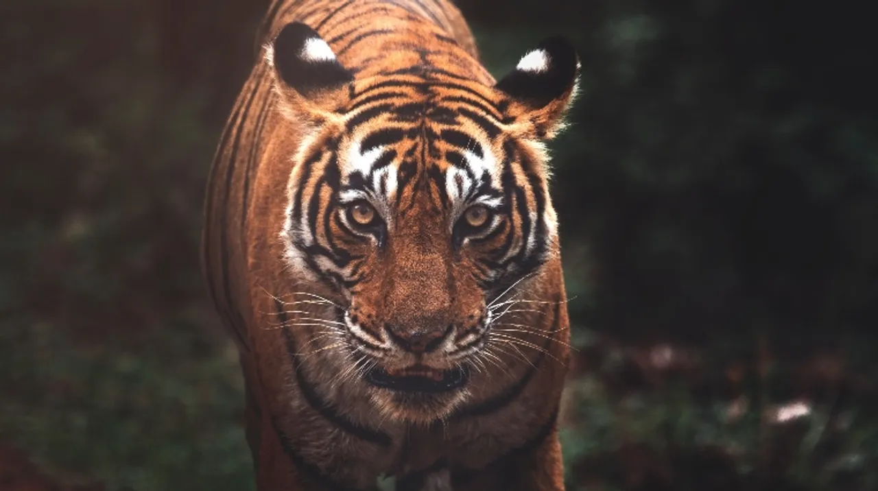wildlife photographers