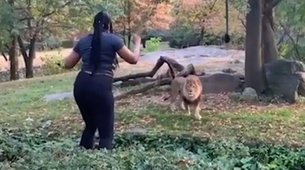 lion's cage