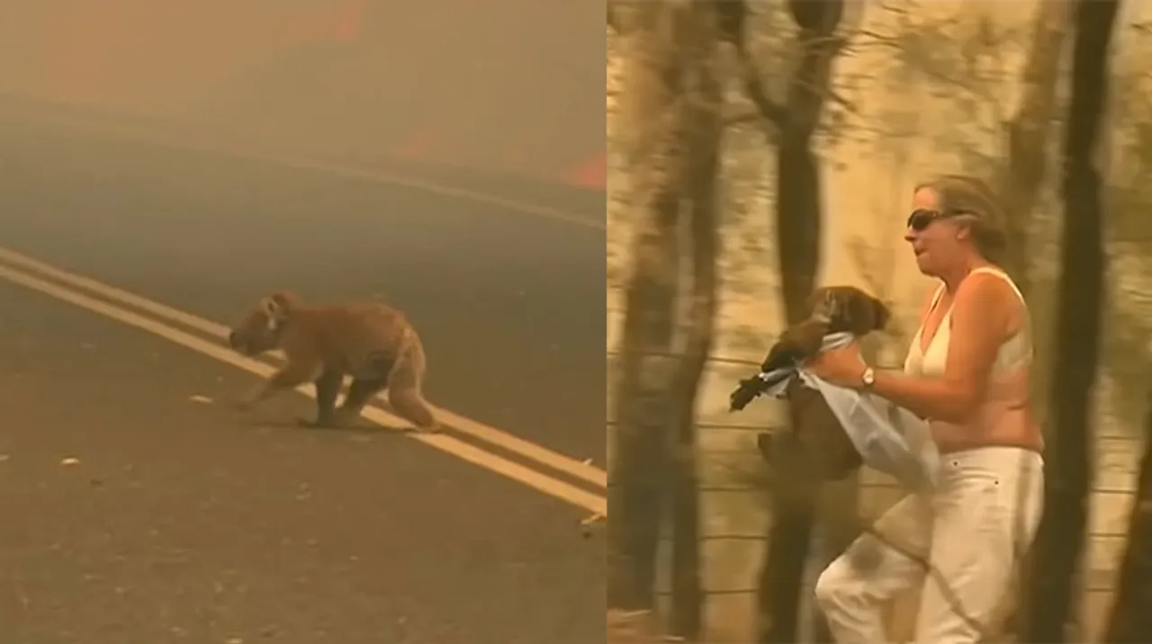 woman saves a koala