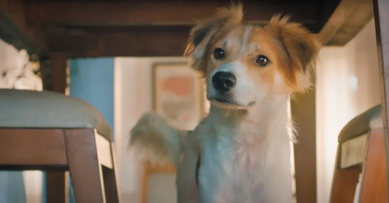 pedigree campaign