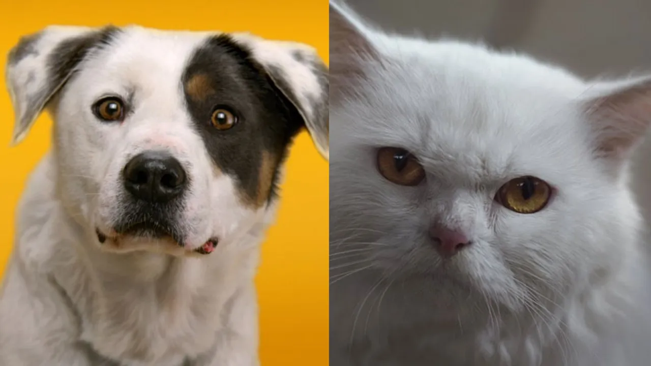 animal brand ambassadors