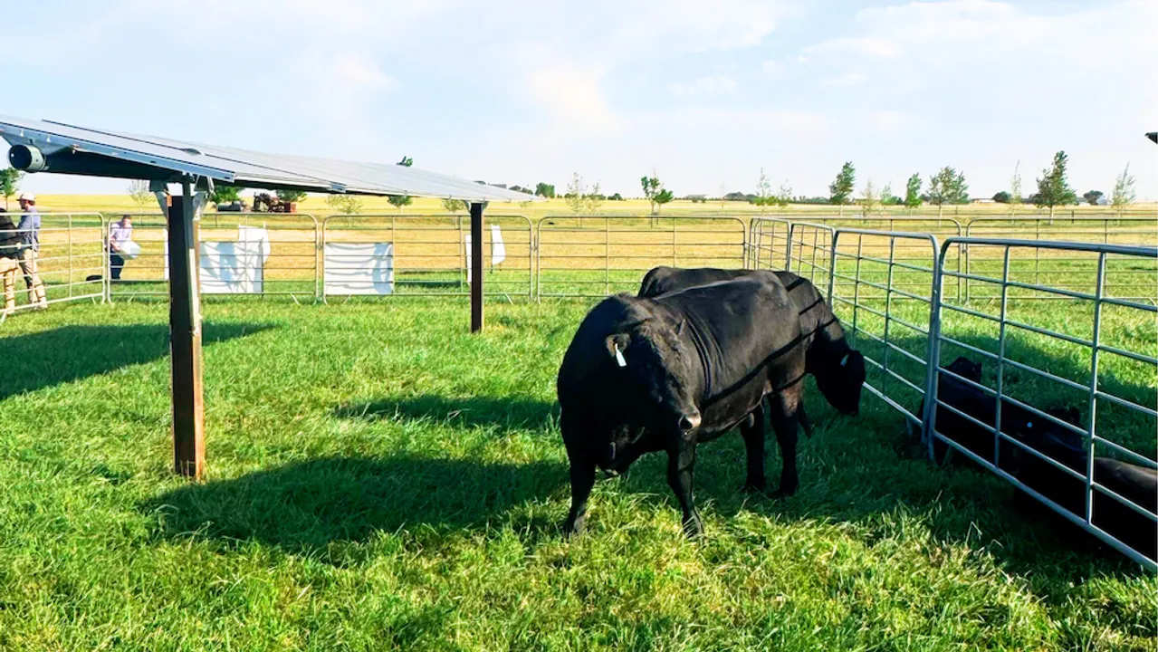  The new AFBF policy supports agrivoltaic projects with grazing, pollinator habitats, and crop co-location on farmland.  Image Source: Solar and Farming 