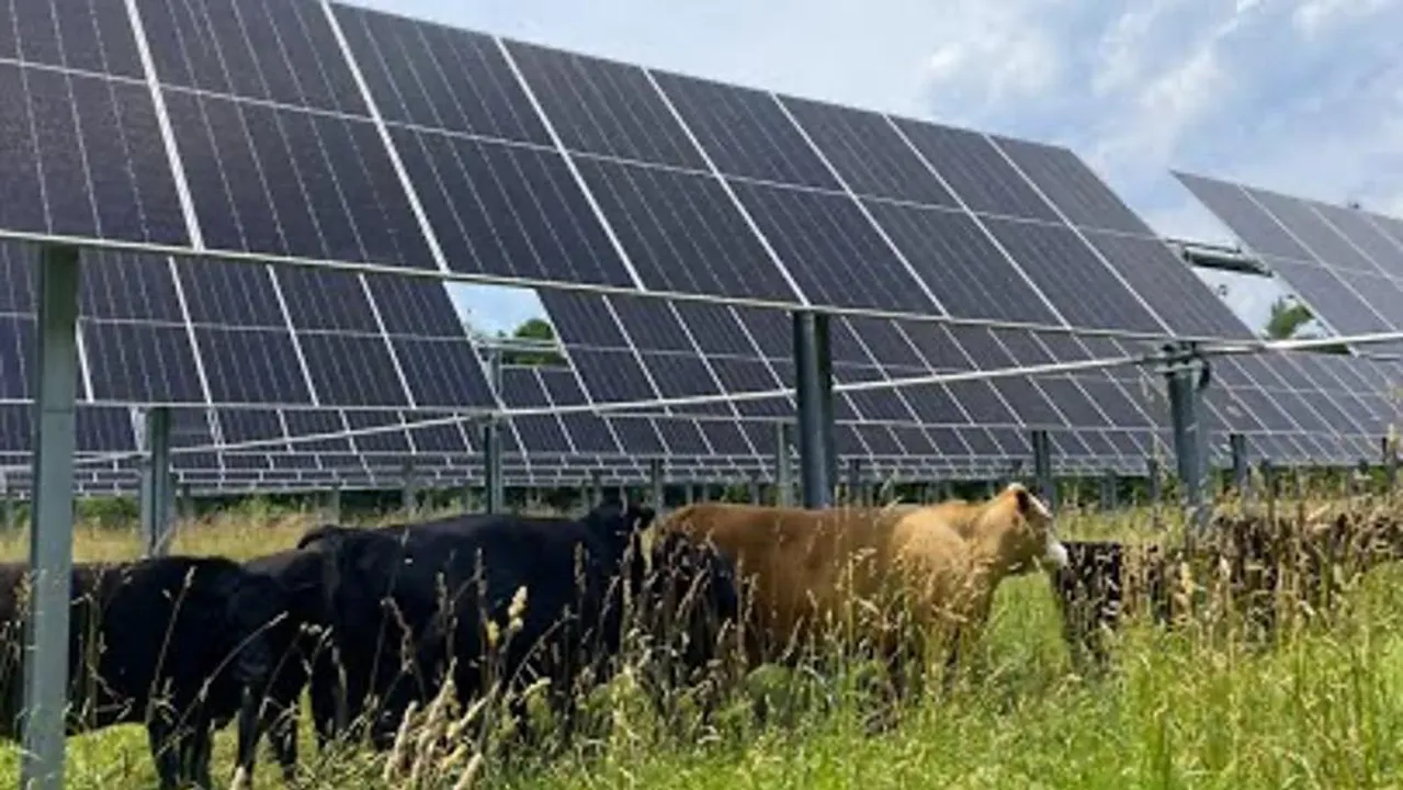  The Rockwood and Gurney projects in Massachusetts have integrated solar panels with active farming across 34 acres.  Image Source: BlueWave 