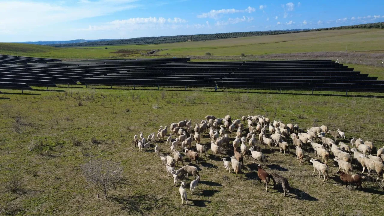  Fundici Solar Farm in Seville was energised with 55 MW capacity and featured 89,000 modules across 296 acres. Image Source: Ethical Power 