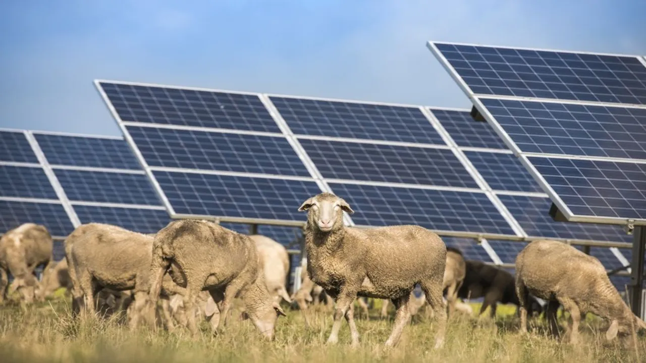  Marcy Solar Park has integrated clean power generation with grazing and habitat protection. Image Source: wpd solar 