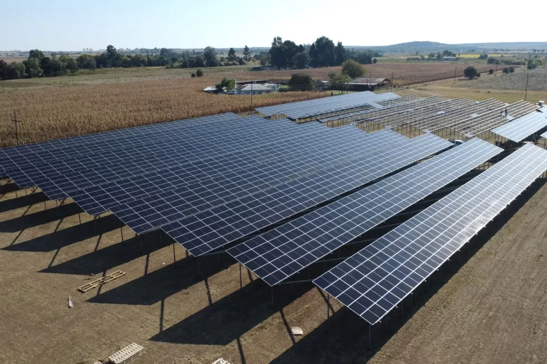  SUNfarming’s largest agri-solar plant uses semi-transparent modules. (Image Credit: SUNfarming)  