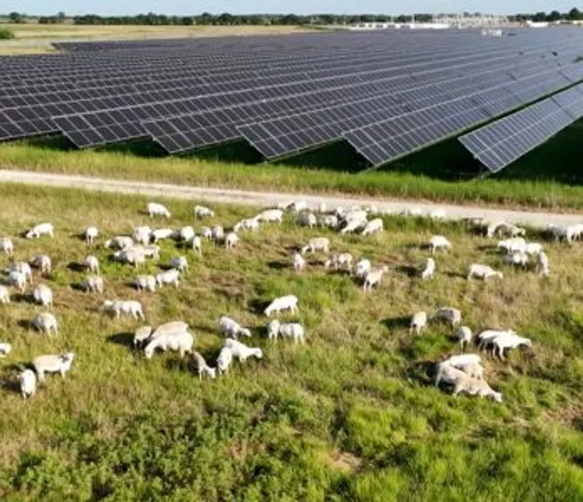  Enel’s partnership with Texas Solar Sheep marks the largest solar grazing agreement in the US, covering 10,100 acres. (Photo Credit: Enel North America)  