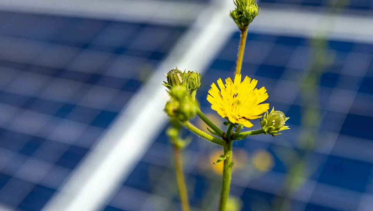  BayWa r.e.’s solar portfolio supports tax revenue and renewable energy growth in key US markets. (Image Source: Bawya-re)  