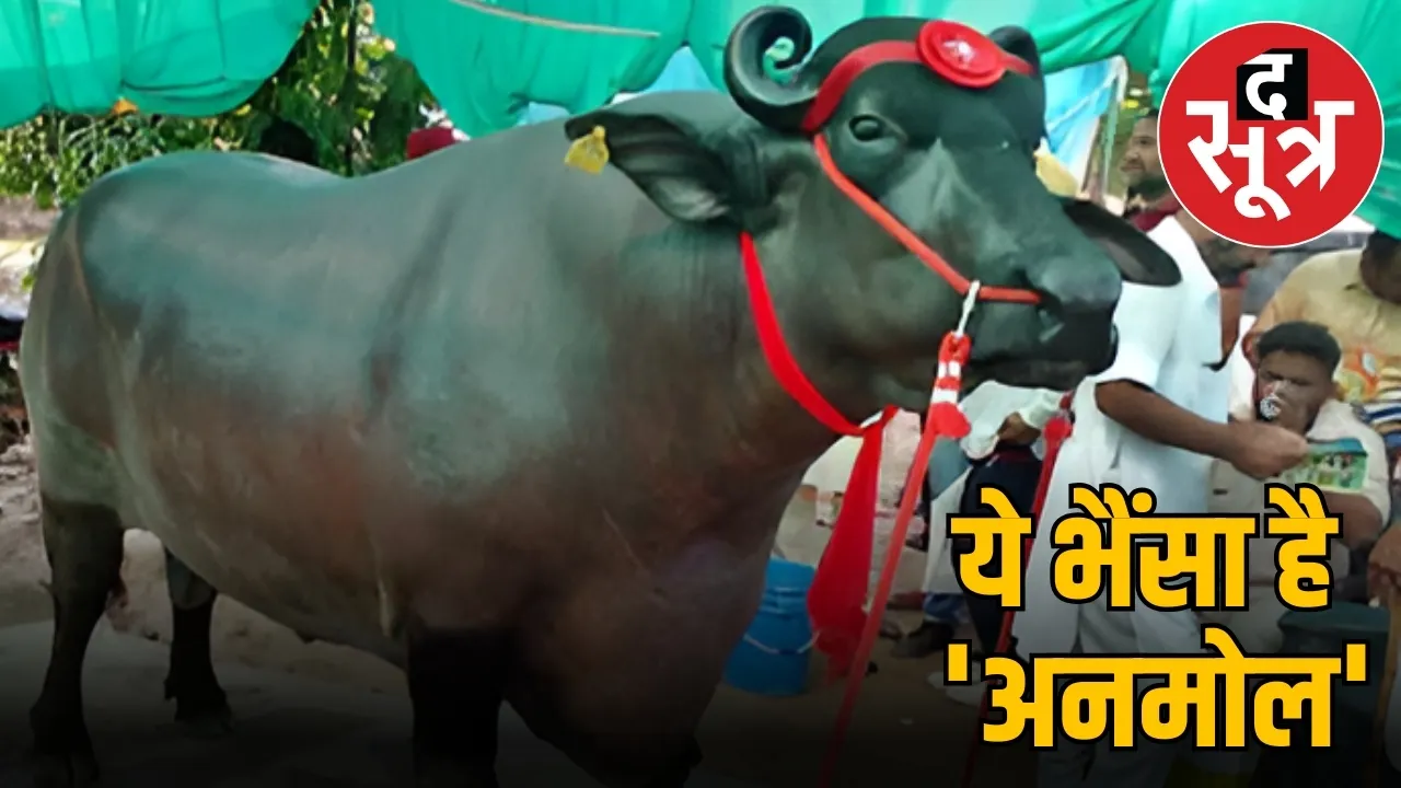 anmol buffalo