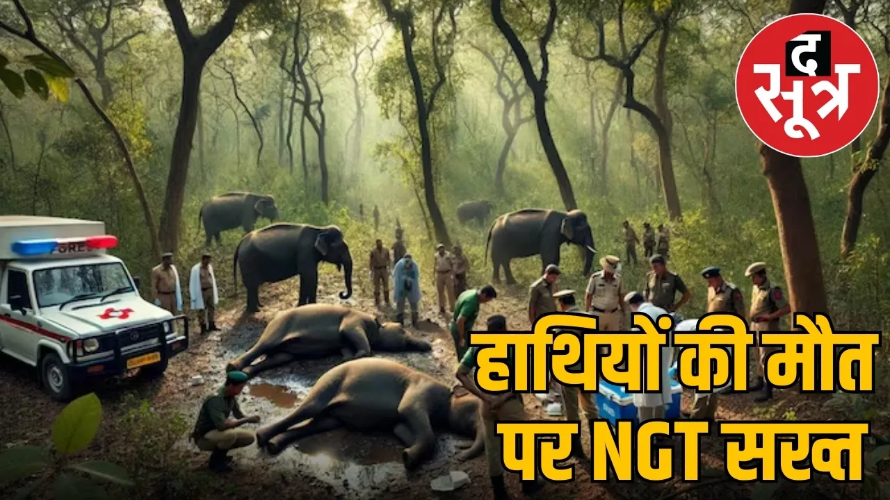 BANDHAVGARH 10 ELEPHANTS DIED
