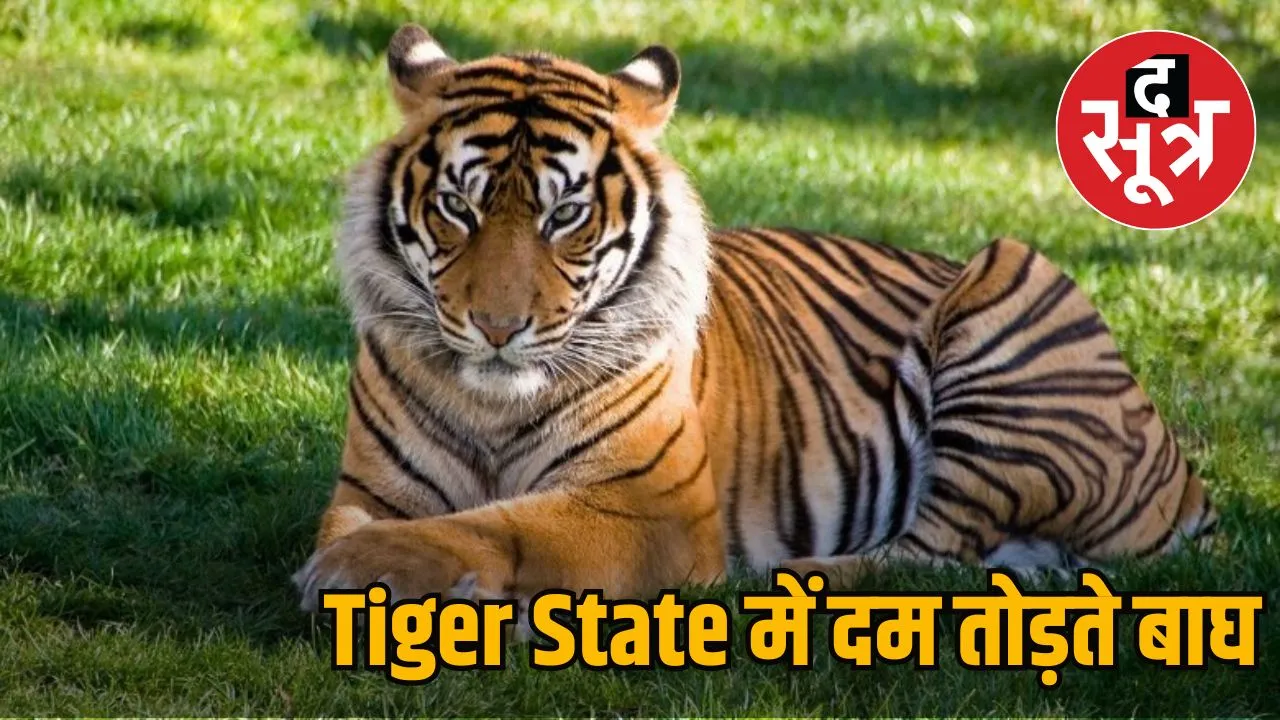 TIGER STATE MP