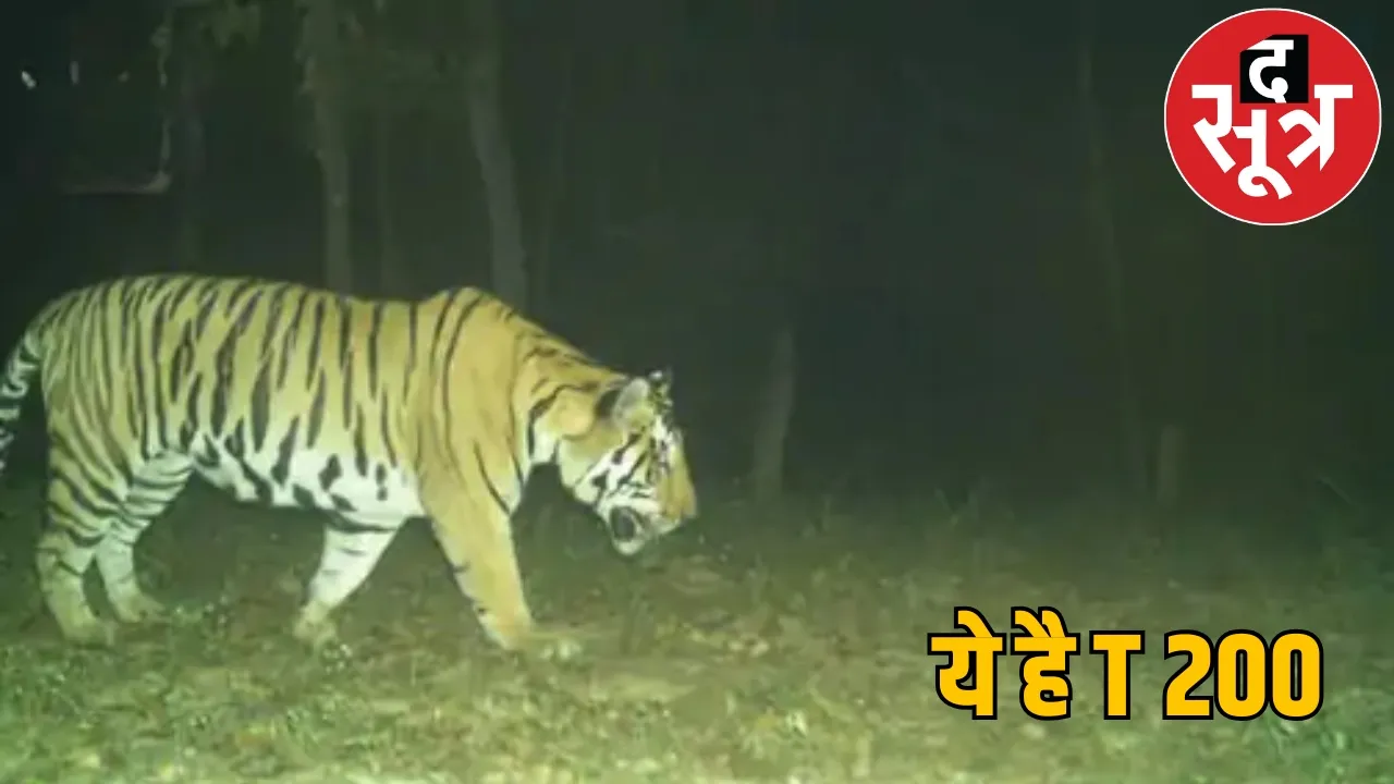Madhya Pradesh T200 Tiger Movement