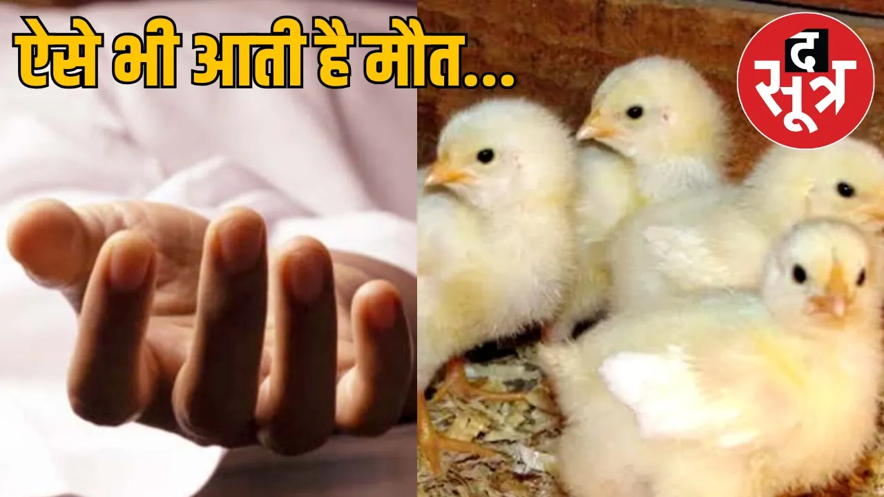 Ambikapur A young man died after swallowing a live chick the sootr