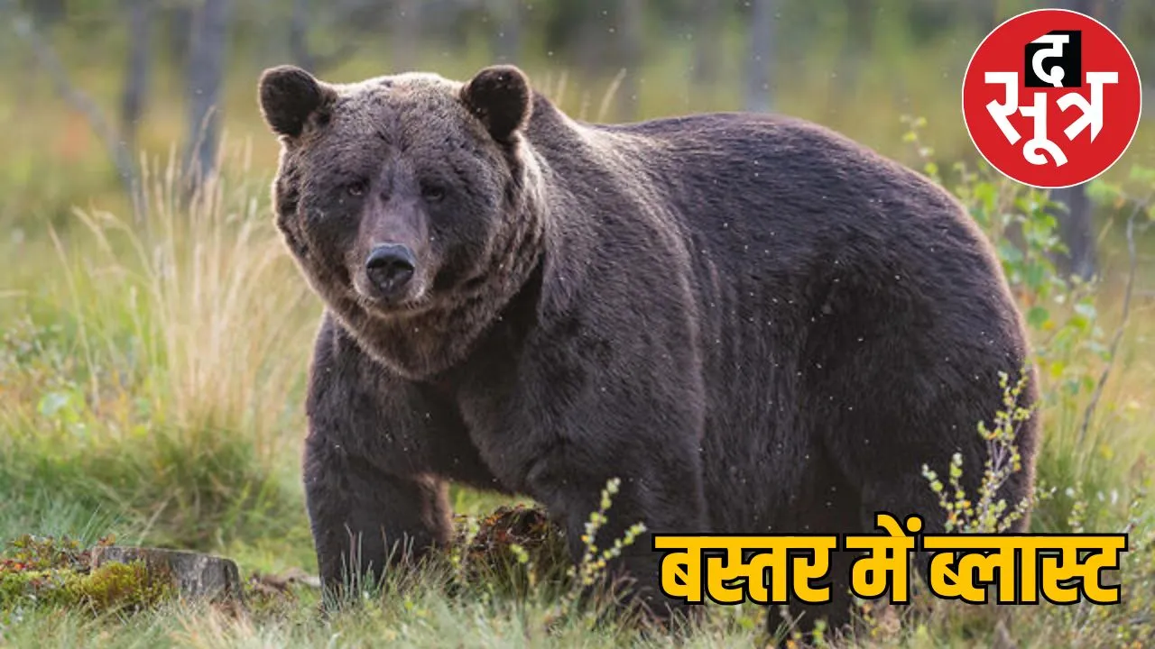 Bear family died IED blast Naxals wanted kill soldiers jagdalpur