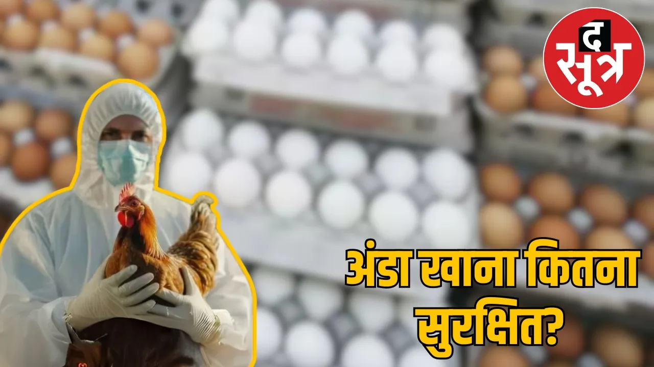 bird-flu-safety-tips-eggs-safe-during-eat-h5n1