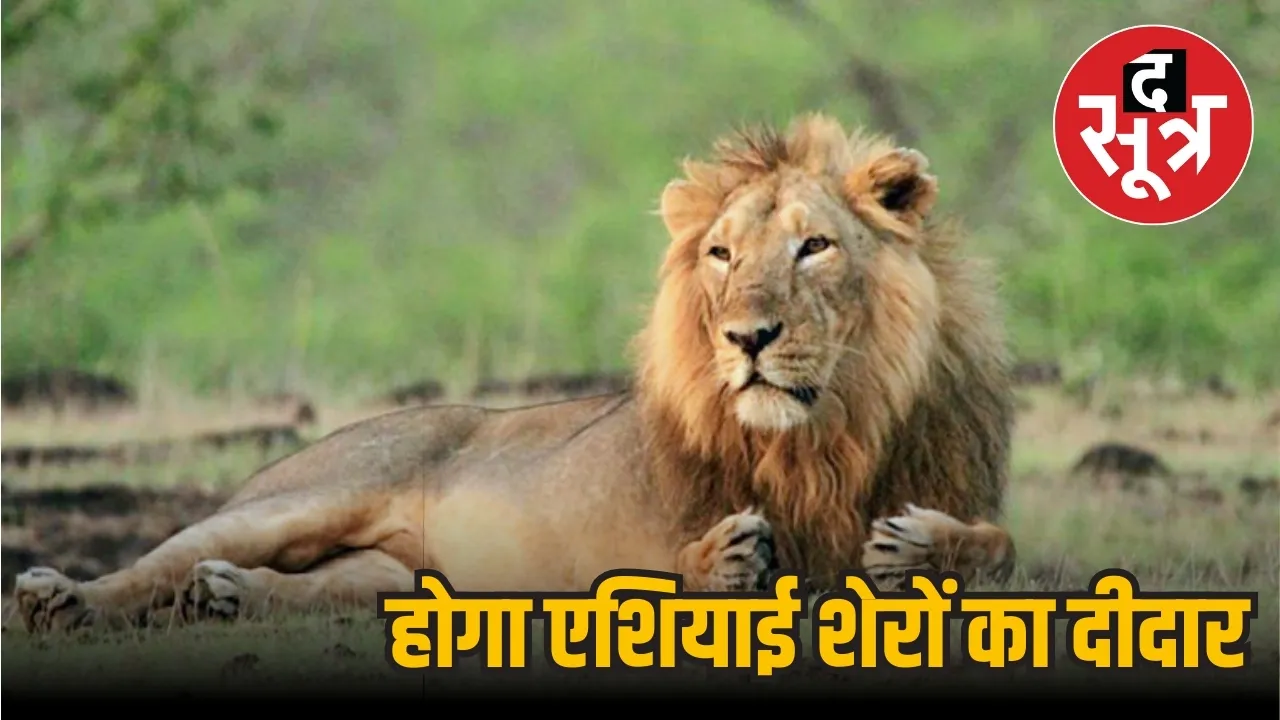 asian lions bhopal van vihar 2024