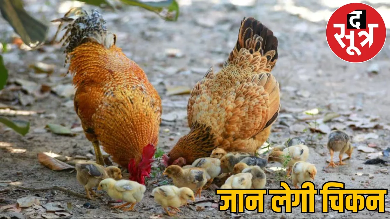 stop eating Chicken bird flu spread 5000 Chicken died