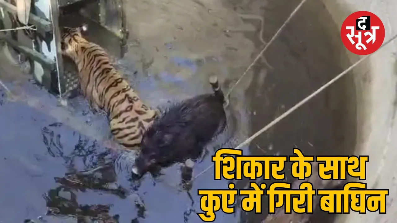 seoni tiger wild boar rescue operation pench tiger reserve