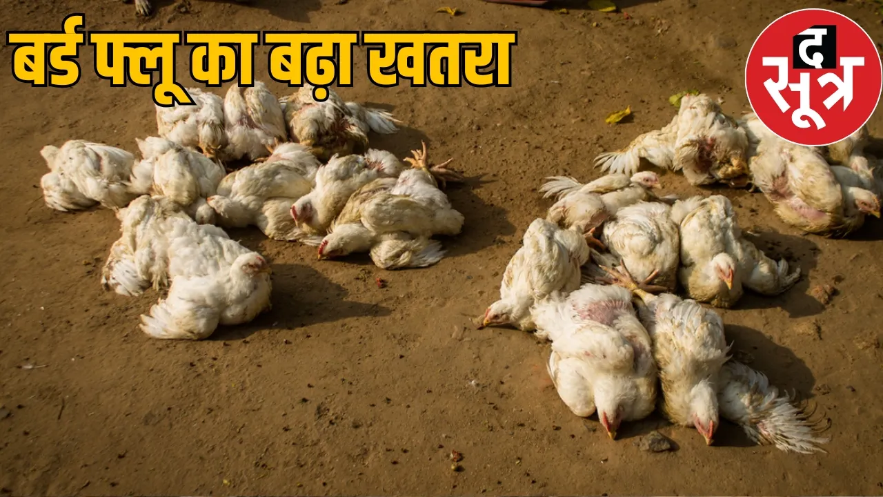 Bird Flu Raigarh Government Poultry Farm the sootr