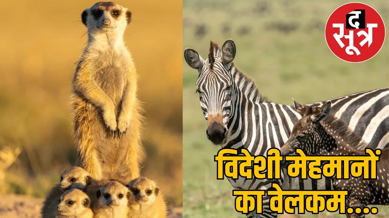 African zebras and meerkats shifted to jungle safari in Chhattisgarh