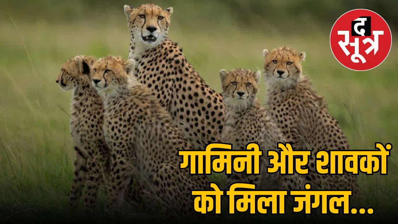 cheetah-gamini
