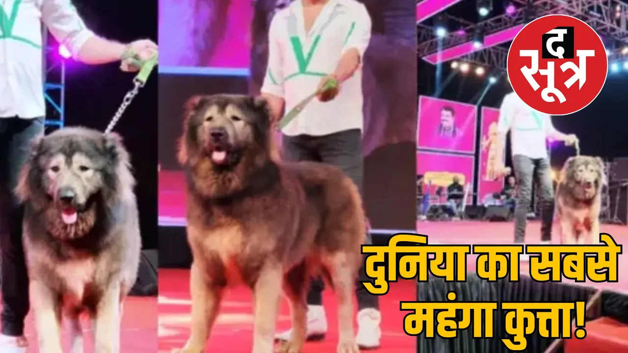 Bengaluru dog breeder satish buy expensive wolfdog