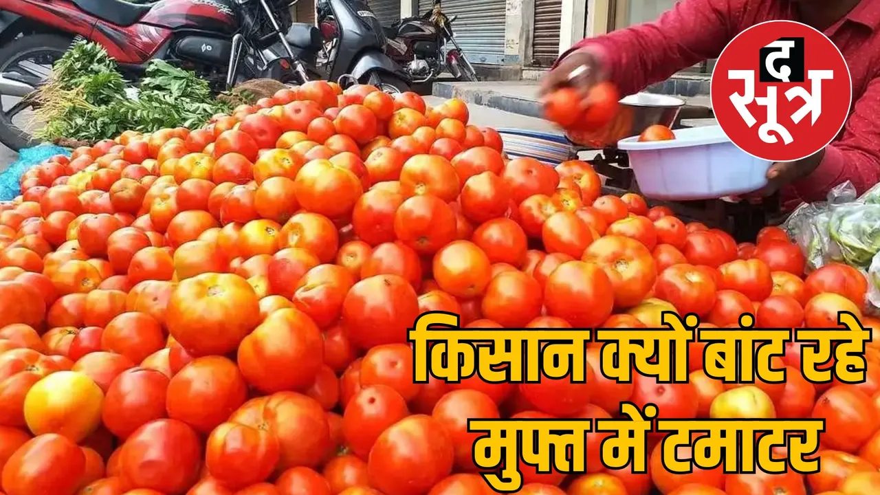 jabalpur tomato shimla mirch farmers struggle market prices