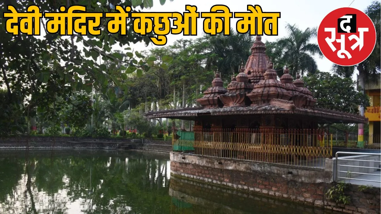 23 turtles died in Bilaspur Mahamaya temple pond the sootr